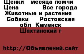 Щенки 4 месяца-помчи › Цена ­ 5 000 - Все города Животные и растения » Собаки   . Ростовская обл.,Каменск-Шахтинский г.